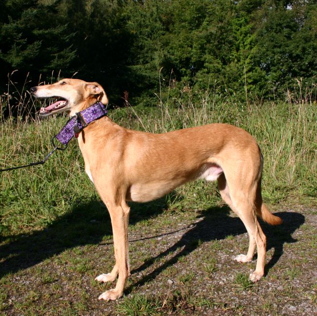 Do you like lurchers